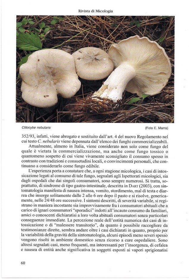 Clitocybe nebularis: principi biologicamente attivi.